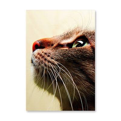 Cat Looking Up - Birthday Card