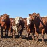 September 1 cattle-on-feed second highest since 1996: USDA