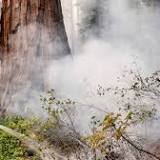 Yosemite wildfire is latest threat to giant sequoia trees 