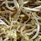 SA warning over bean sprouts reissued 